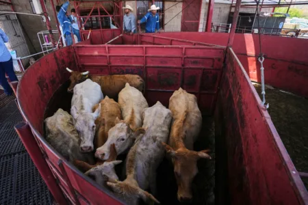 Economists skeptical of plan to reduce beef prices